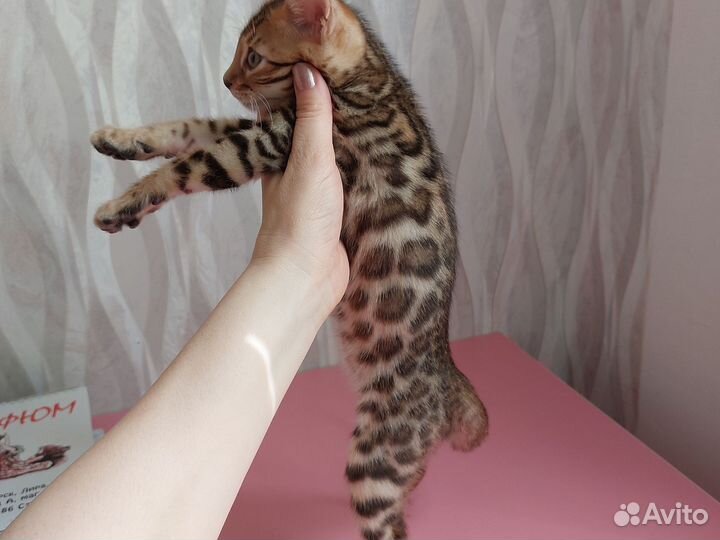 Бенгальская кошка