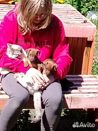 Щенки цвергпинчера