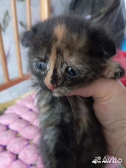 Кошки вислоухие