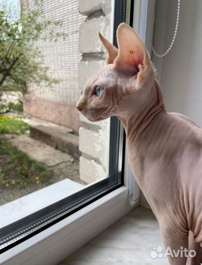 Котик в добрые руки
