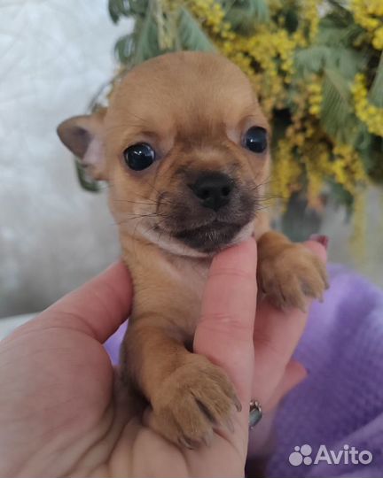 Девчонки гладкошерстные Чихуашки