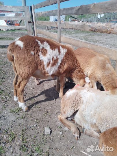 Барашки катумские