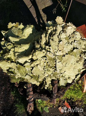 Дубовые веники для бани