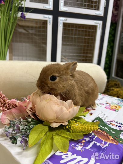 Маленькие кролики карликовые