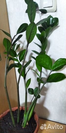 Комнатные цветы