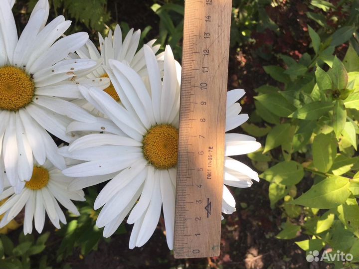 Вербейник, нивянник (ромашка), полынь