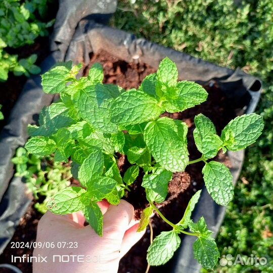 Мята рассада саженцы