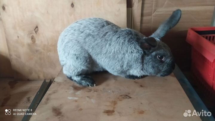 Полтавское серебро