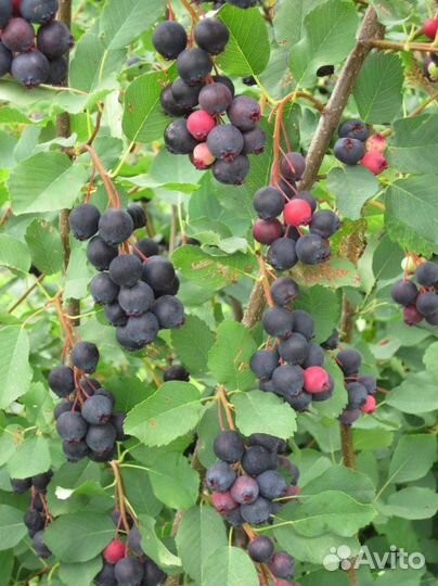 Ирга саженцы