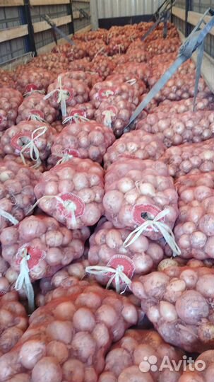 Лук репчатый оптом