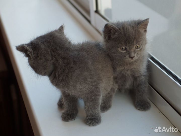 Серые пушистики