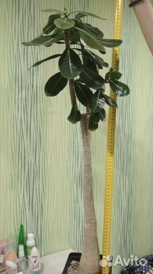 Адениум Тай Сокотранум Банг Кла