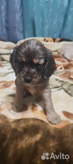 Домашние животные собаки щенки