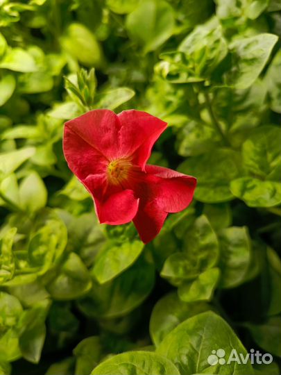 Рассада петунии