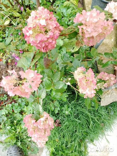 Гортензия метельчатая