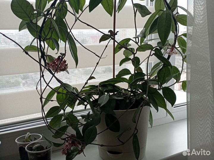 Комнатные растения цветы