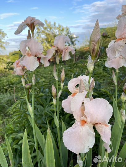Ирисы