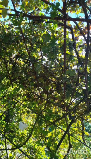 Виноград на вино, сок