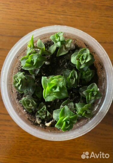 Суккуленты