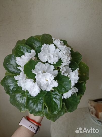 Листы на срез сортовых фиалок