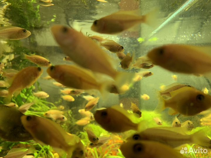 Аквариумные рыбки