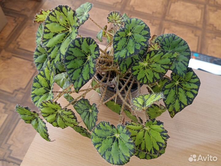 Бегония декоративно лиственная