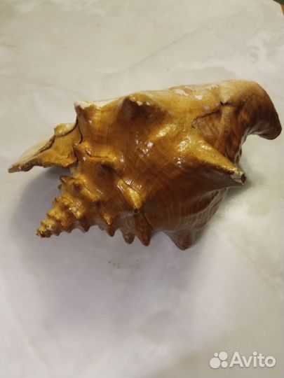 Ракушка большая океаническая