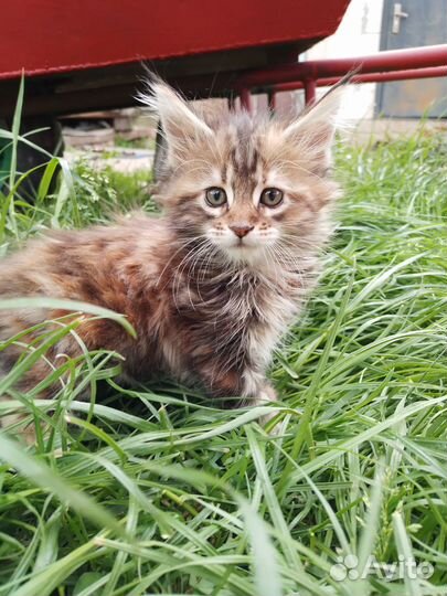 Котята мейн-кун