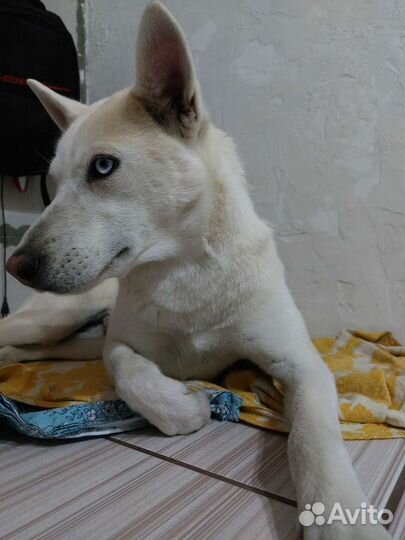 Лайка (помесь)