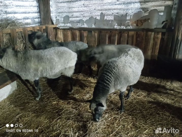 Овцы на племя