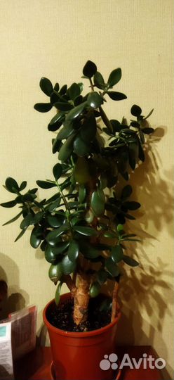 Продам цветы комнатные,Толстянка,Мужское счастье