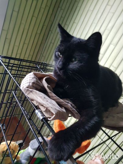 Найденыш. Приют