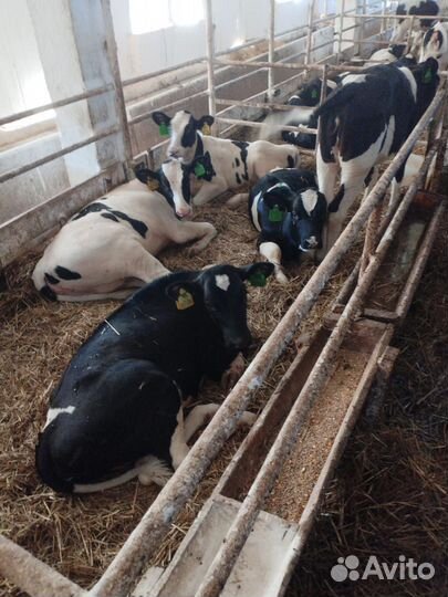 Телята бычки доставка