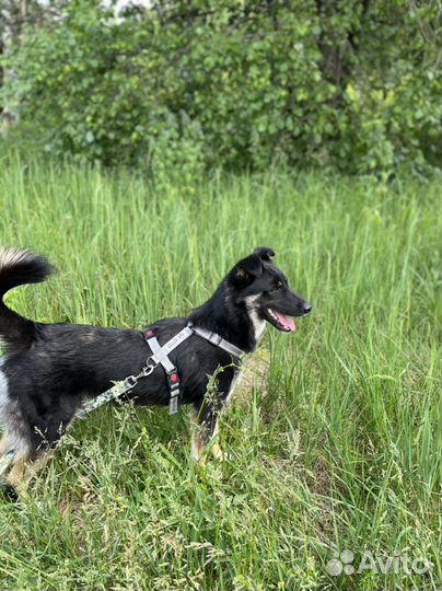 Собака в добрые руки. Храбрый Эль