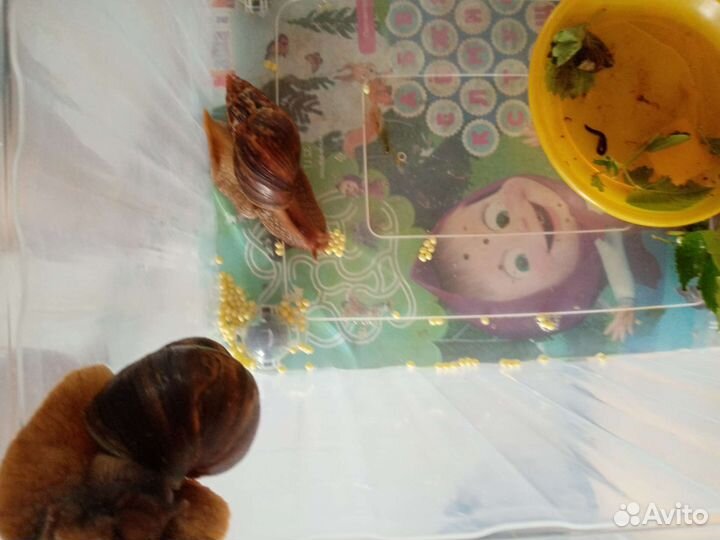 Улитка ахатина