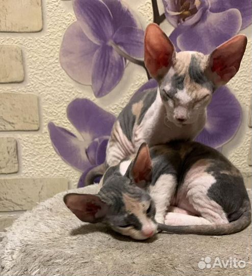 Котята сфинкс