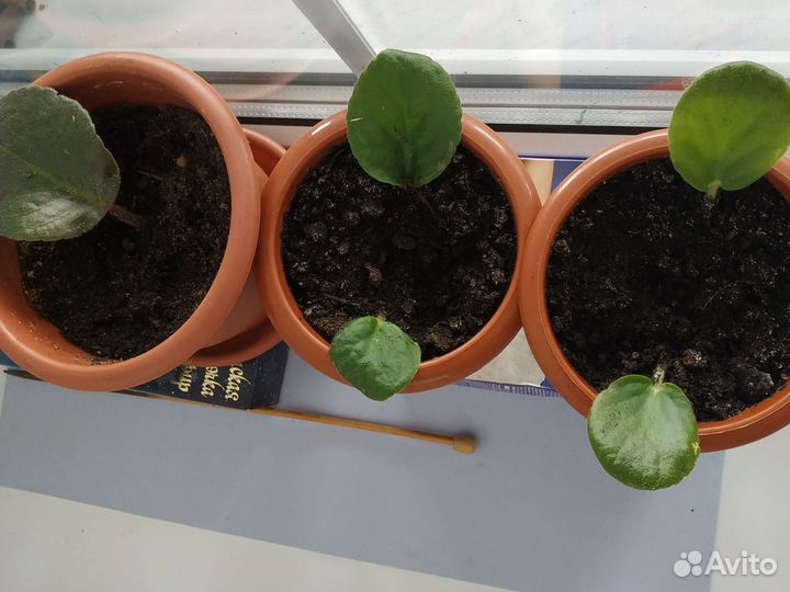 Фиалка в горшках