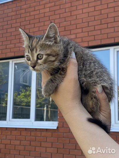 Котята шотландские