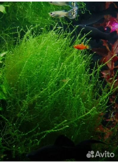 Мох стринг(стринги)