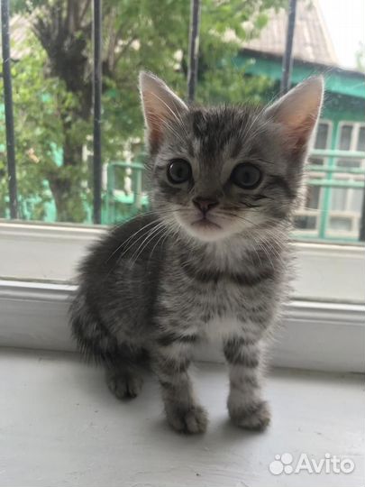 Котята отдам бесплатно