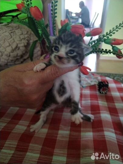 Котятки милашки