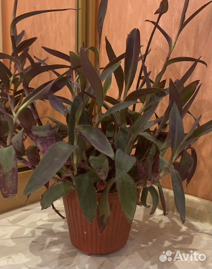 Традесканция