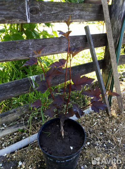 Пузыреплодник Диаболо