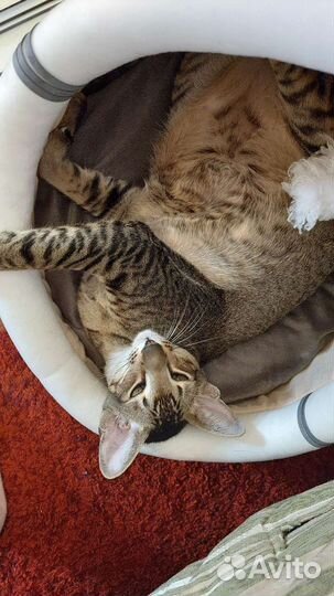 Передержка кошек