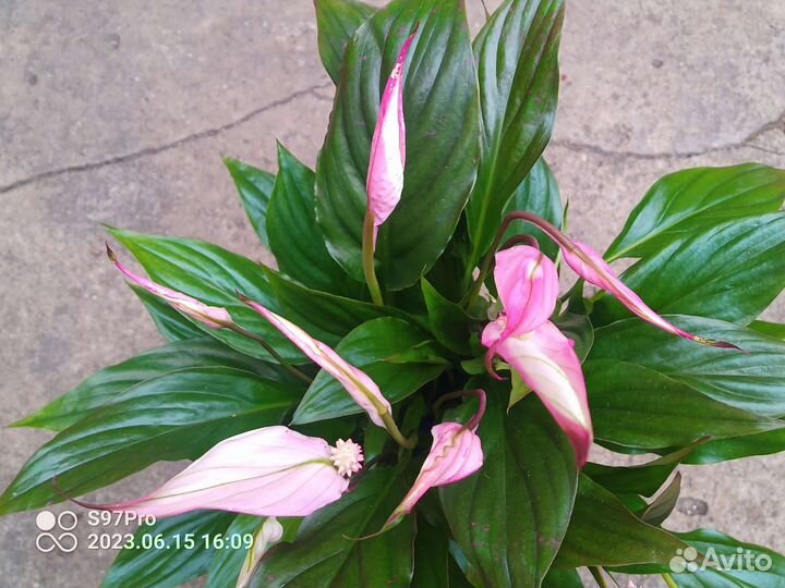 Комнатные растения