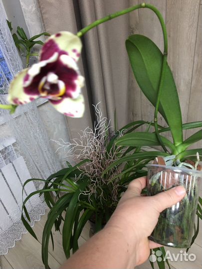 Орхидея фаленопсис