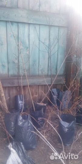 Саженцы собственного выращивания