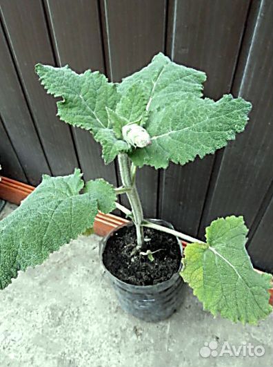 Хеномелис, дороникум, овсяница, фалярис идр