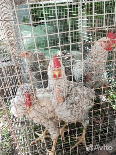 Молодые Петушки, брендгальские 2,5 месяца