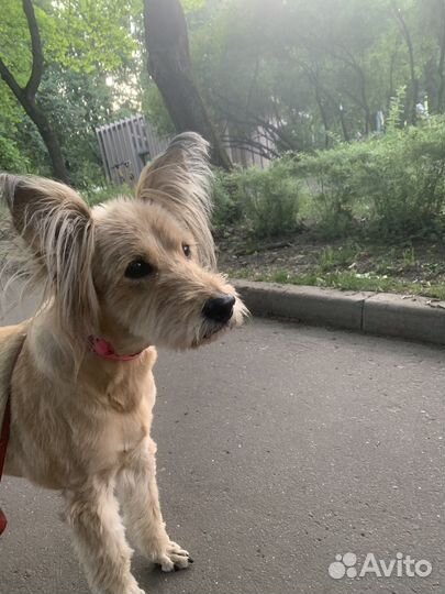 Отдам бесплатно